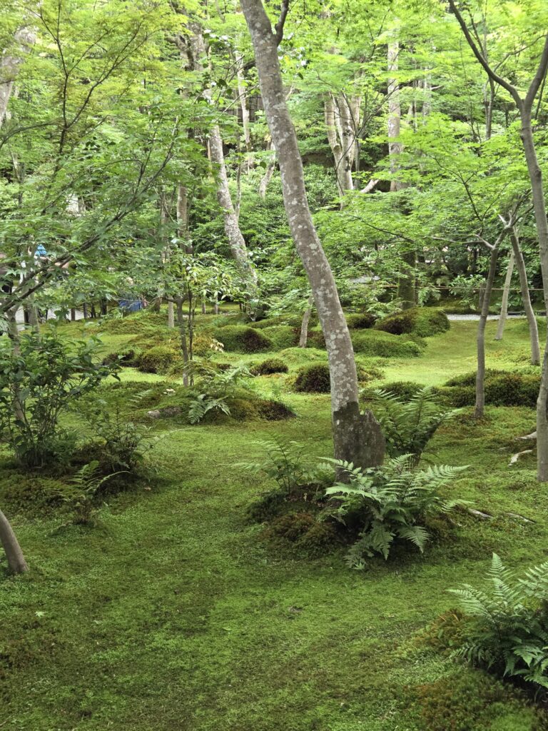 The lush moss garden at Gio-ji Temple in Kyoto, surrounded by tranquil greenery and seasonal beauty.